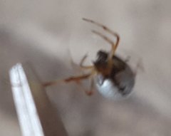 Argyrodes argentatus