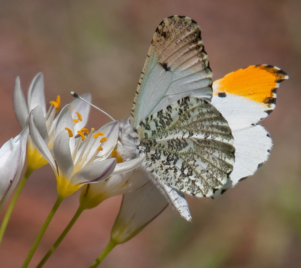 Falcate Orangetip