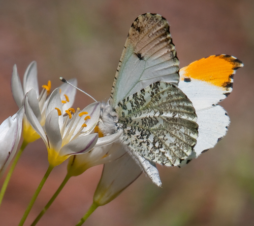 Falcate Orangetip