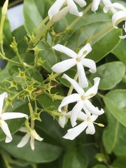 Jasminum superfluum