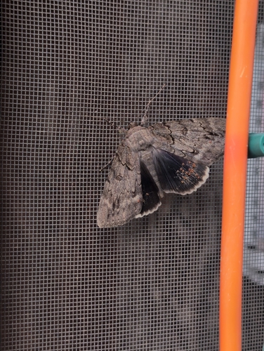 Obscure Underwing photo 3