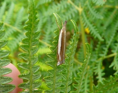 Crambus pascuella