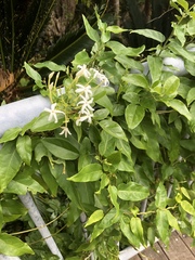 Jasminum superfluum