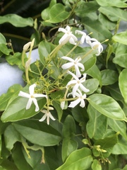 Jasminum superfluum
