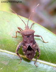Acanthocoris scaber