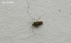 Acanthosoma spinicolle
