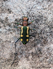 Cicindela bramani
