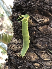 Polyura weismanni