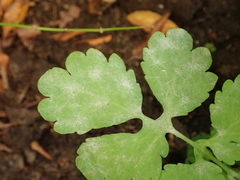Erysiphe macleayae