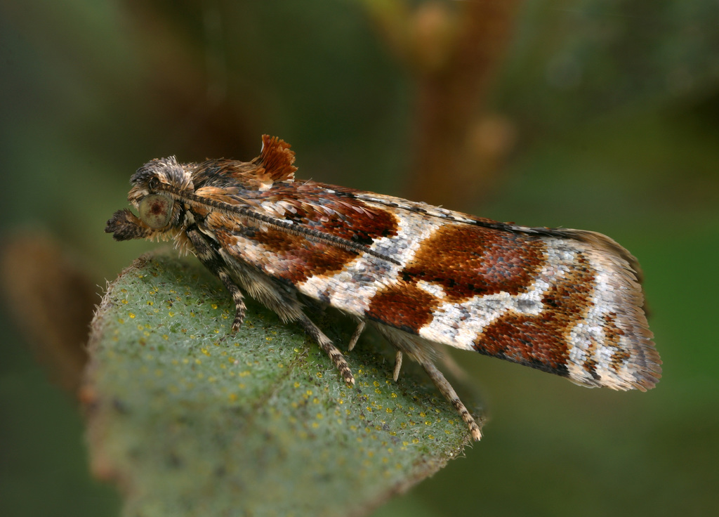 Heather Tortrix