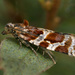 Argyrotaenia ljungiana - Photo (c) Patrick Clement, algunos derechos reservados (CC BY)