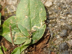 Phytomyza plantaginis