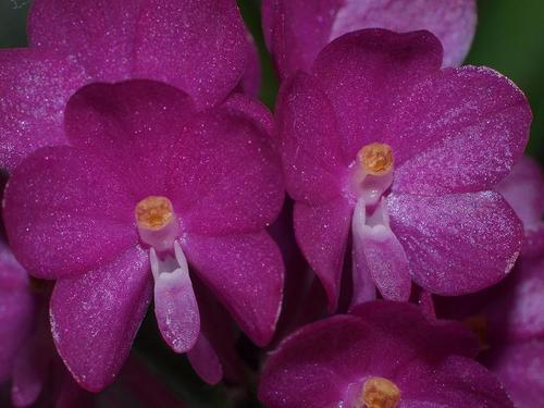 Pink Ascocentrum