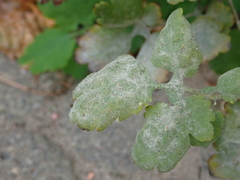 Erysiphe macleayae