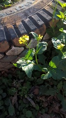 Rhamphospermum arvense