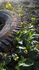 Rhamphospermum arvense