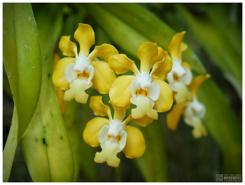 Denison's Vanda