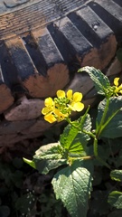 Rhamphospermum arvense