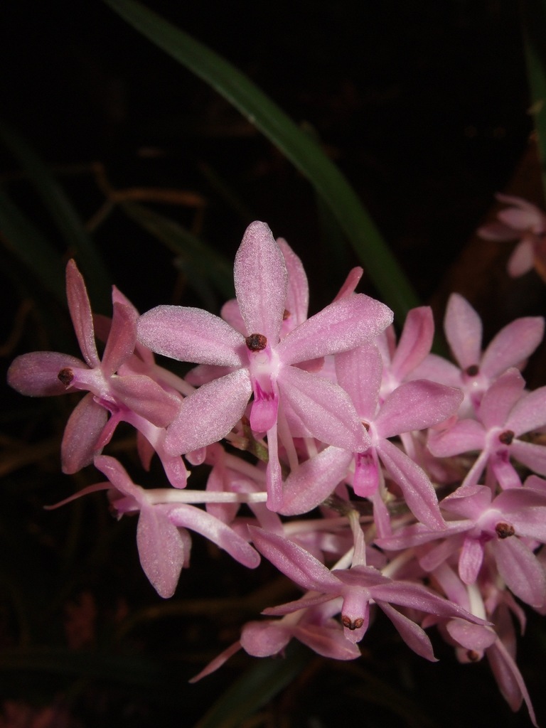 Vanda christensoniana (Vanda christensoniana)