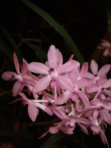 Ascocentrum christensonianum
