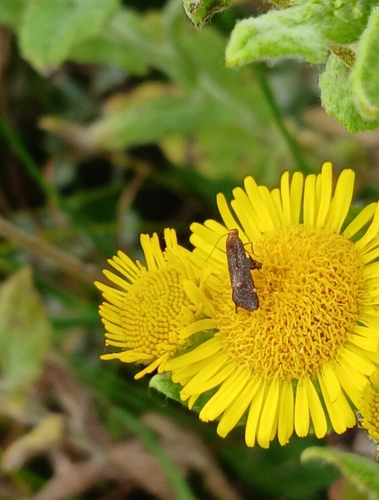 Dark Fleabane Neb