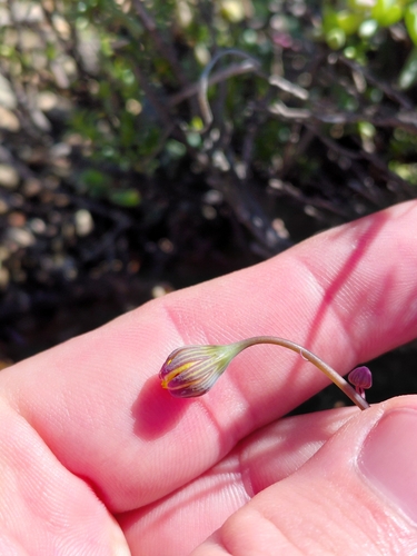 Crassothonna sedifolia, photograph 1