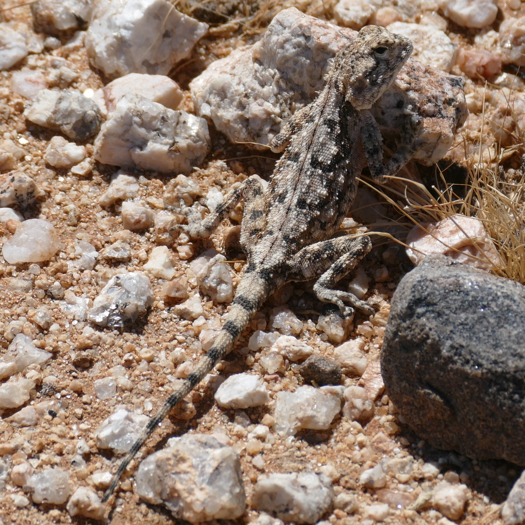 Agama anchietae Bocage, 1896