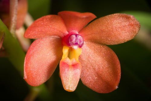 Curved-Leaf Ascocentrum