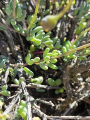 Crassothonna sedifolia, photograph (c) Brian du Preez, some rights reserved (CC BY-SA)