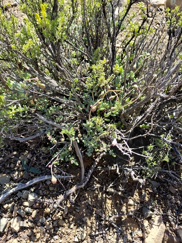 Crassothonna sedifolia, photograph 3