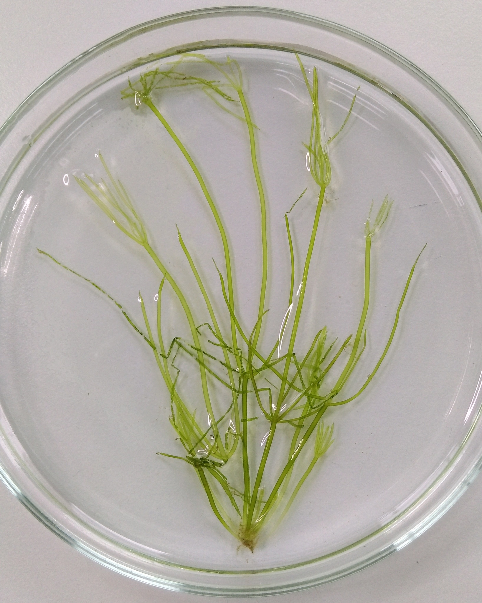Nitella translucens