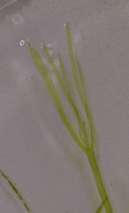 Nitella translucens