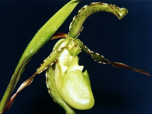 Boissier's Phrag