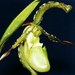 Phragmipedium boissierianum - Photo (c) Roberto Takase, some rights reserved (CC BY-SA)