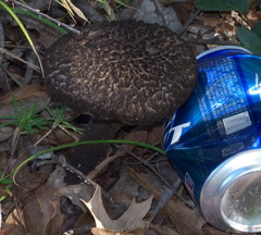 Strobilomyces confusus