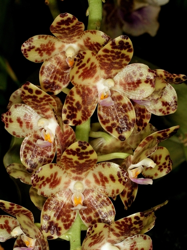 Giant Phalaenopsis