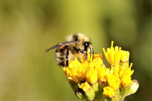 Forest Bumble Bee photo 3