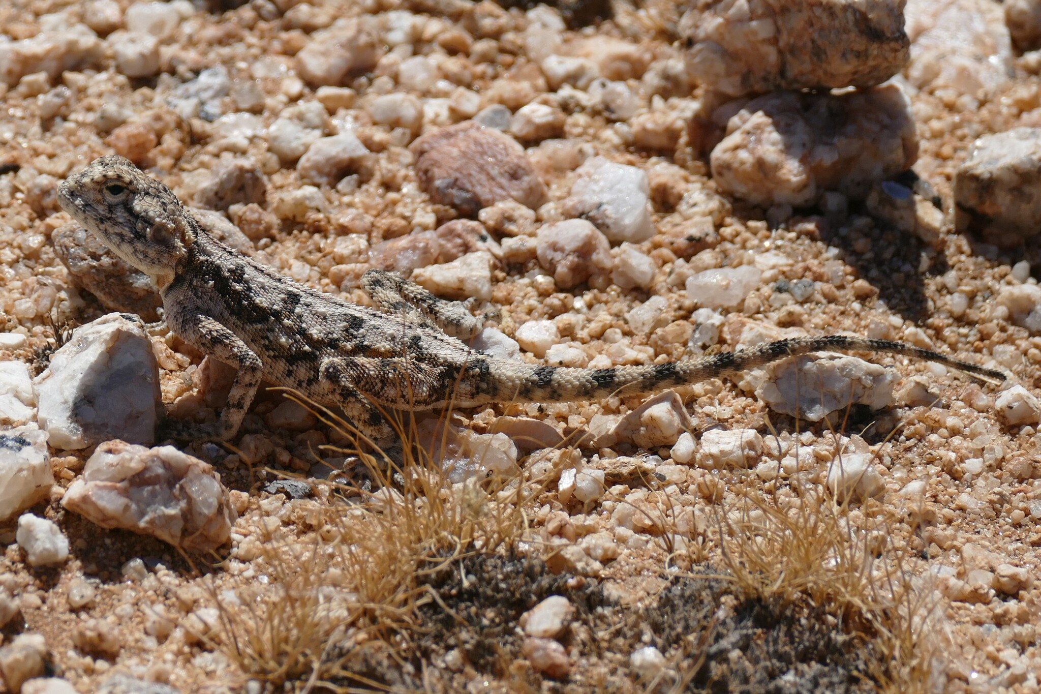 Agama anchietae Bocage, 1896