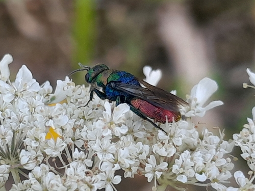 Hedychrum rutilans, 6576 JD Ooij, Nederland, photo 9 of 10