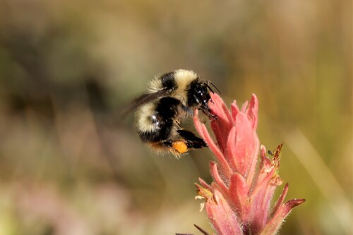 Golden-belted Bumble Bee photo 6