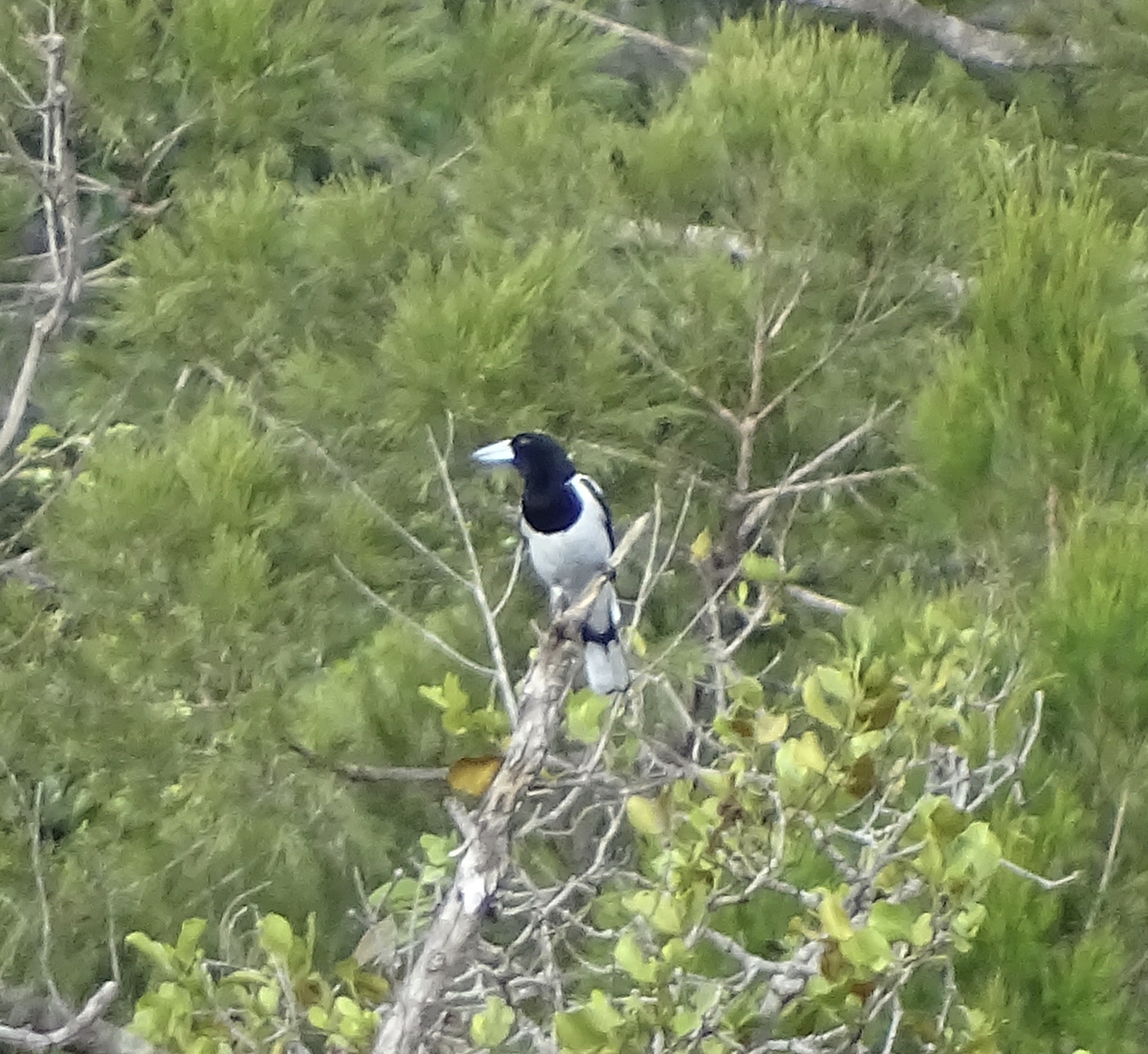 Hooded Butcherbird (Cracticus cassicus), photo 5