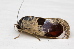 Calymera picta