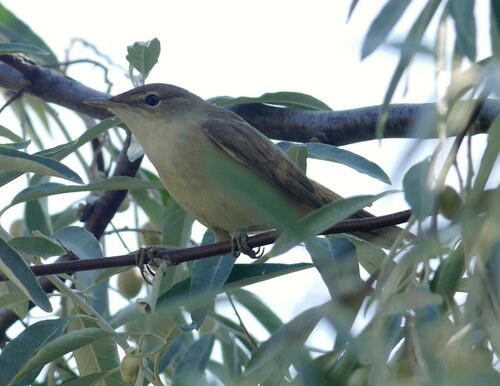 Carricero común (Acrocephalus scirpaceus)