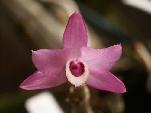 Parish's Dendrobium