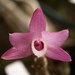 Dendrobium parishii - Photo (c) Stefano, some rights reserved (CC BY-NC-SA)