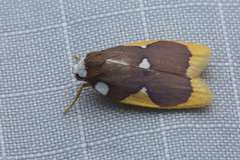 Lobobasis niveimaculata