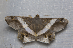 Chiasmia nora