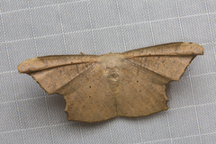 Strepsigonia robusta