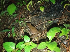 Indosylvirana nicobariensis