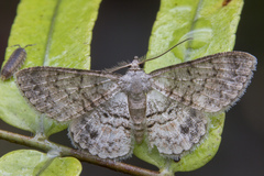 Myrioblephara pallibasis